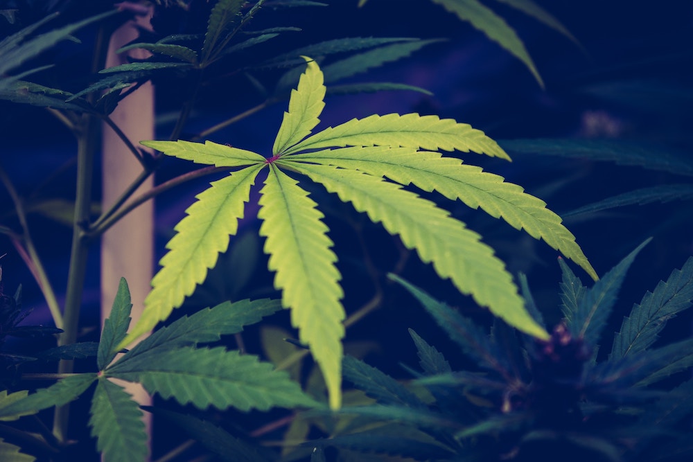 Larica das laricas: o boom da cannabis nos alimentos