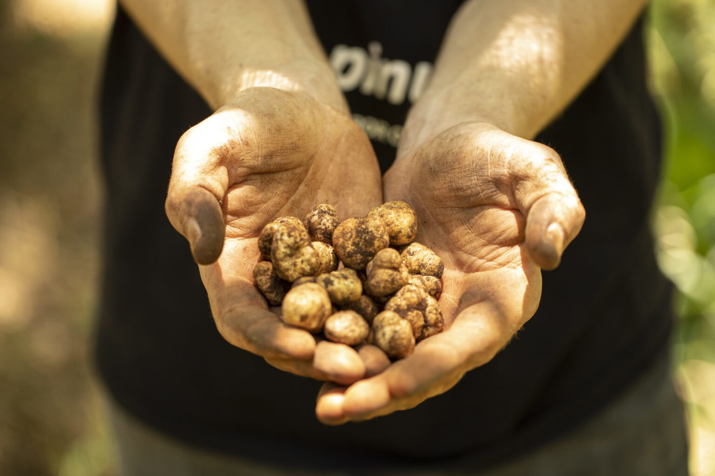 Trufas brasileiras: uma realidade mais que embrionária