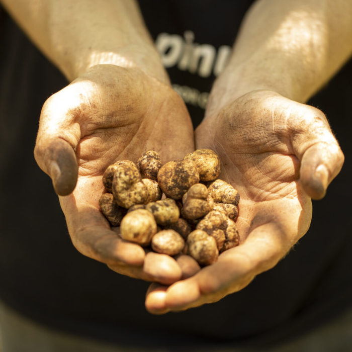 Trufas brasileiras: uma realidade mais que embrionária